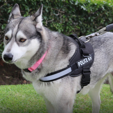 PECHERA POLICE K9